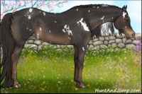 Horse Color:White Spotted Liver Chestnut Blanket 
