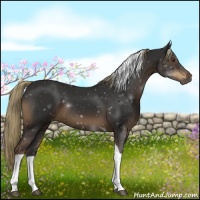 Horse Color:Liver Chestnut Tobiano 
