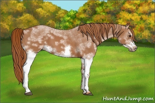 Horse Color:White Spotted Chestnut Frame 