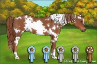 Horse Color:White Spotted Chestnut 