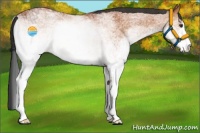 Horse Color:White Spotted Bay 