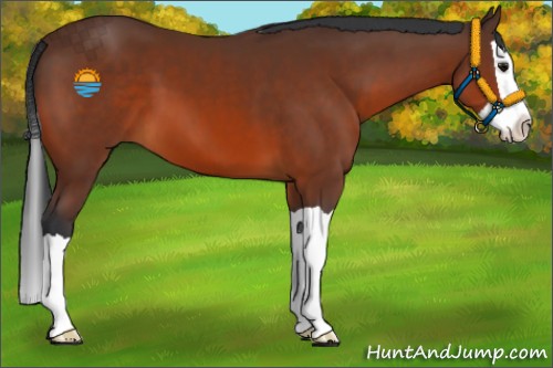 Horse Color:Bay Splash