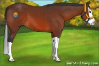 Horse Color:Bay Splash 
