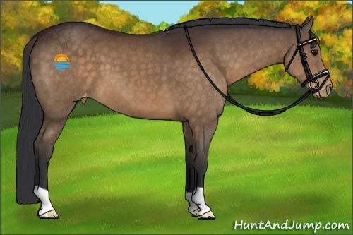 Horse Color:Brown Appaloosa 
