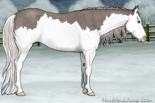 Horse Color:Silver Blue Roan Splash