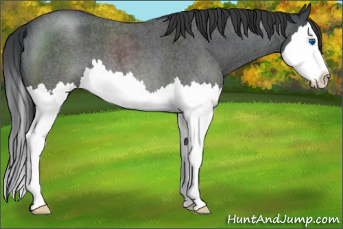 Horse Color:Blue Roan Sabino Splash