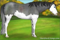 Horse Color:Blue Roan Sabino Splash 