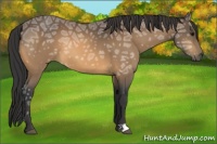 Horse Color:Buckskin Ice 