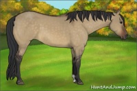 Horse Color:Bay Dun 
