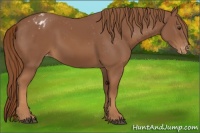 Horse Color:Chestnut Appaloosa