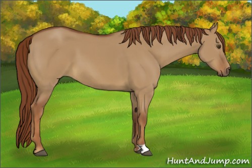Horse Color:Red Dun