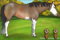 Horse Color:Buckskin Splash 
