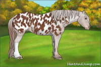 Horse Color:Chestnut Appaloosa