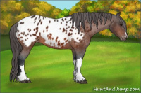 Horse Color:Brown Appaloosa 