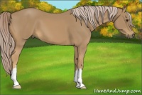 Horse Color:Palomino 