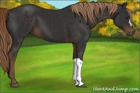 Horse Color:Liver Chestnut 