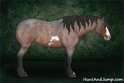 Horse Color:Bay Roan Frame