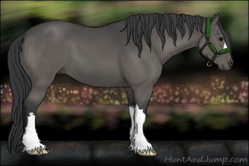 Horse Color:Black 