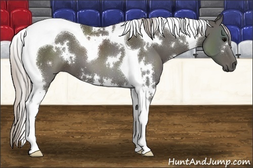 Horse Color:White Spotted Silver Black Tobiano