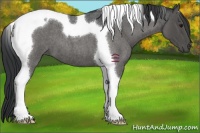 Horse Color:Blue Roan Tobiano 