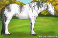 Horse Color:White Spotted Grullo