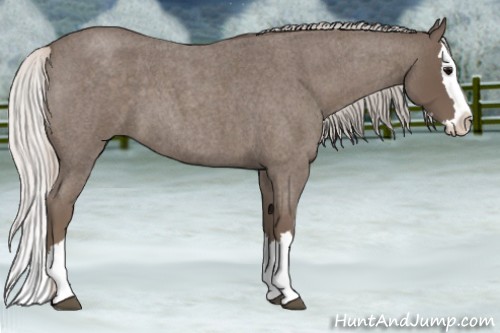 Horse Color:Silver Blue Roan Splash