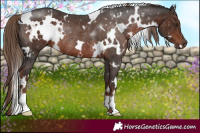Horse Color:White Spotted Liver Chestnut Rabicano 