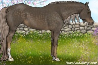 Horse Color:Chocolate Palomino Sabino