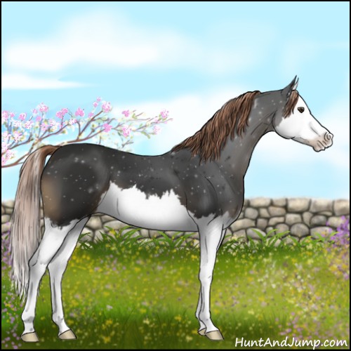 Horse Color:Liver Chestnut Splash 