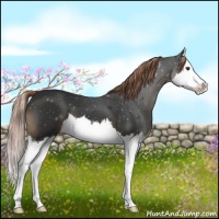 Horse Color:Liver Chestnut Splash 