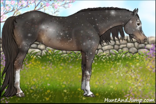 Horse Color:White Spotted Liver Chestnut 