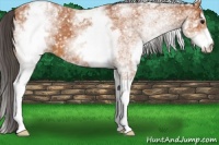Horse Color:White Spotted Bay Appaloosa 