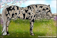 Horse Color:White Spotted Chocolate Palomino Dun Sabino Splash Appaloosa