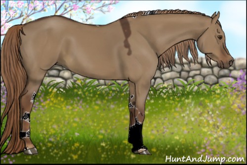 Horse Color:Liver Red Dun Tobiano 