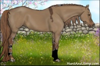 Horse Color:Liver Red Dun Tobiano