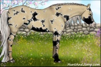 Horse Color:White Spotted Chocolate Palomino Dun Splash 