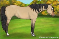 Horse Color:Bay Dun Sabino Rabicano 