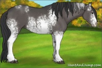 Horse Color:White Spotted Black 