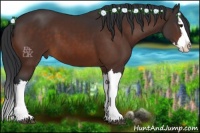 Horse Color:Bay Splash 