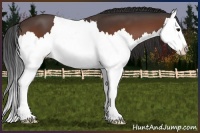 Horse Color:Brown Splash
