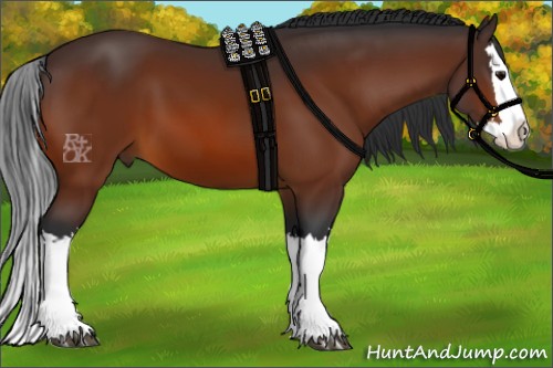 Horse Color:Bay Splash 