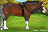 Horse Color:Bay Splash 