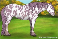 Horse Color:Watercolor Chestnut Appaloosa 