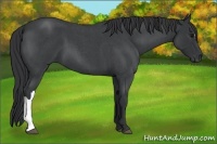 Horse Color:Blue Roan
