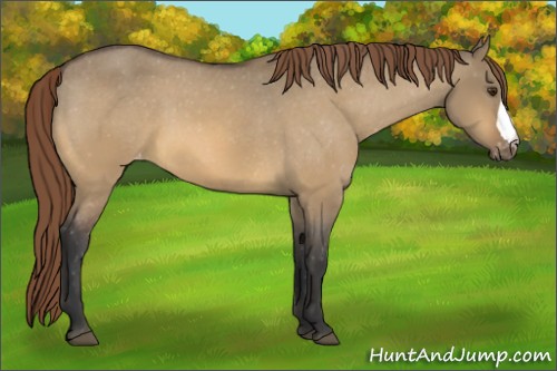 Horse Color:Buckskin Dun Varnish 