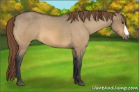 Horse Color:Buckskin Dun Varnish 