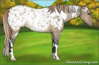 Horse Color:White Spotted Buckskin Dun Appaloosa