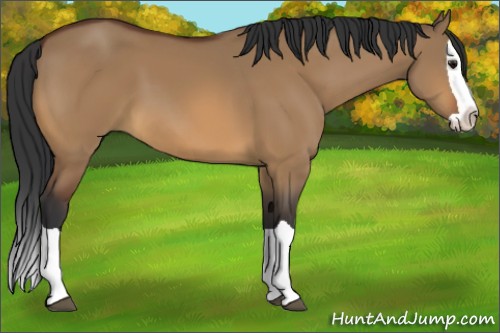 Horse Color:Bay Dun Splash