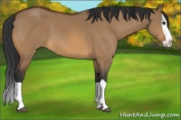 Horse Color:Bay Dun Splash 