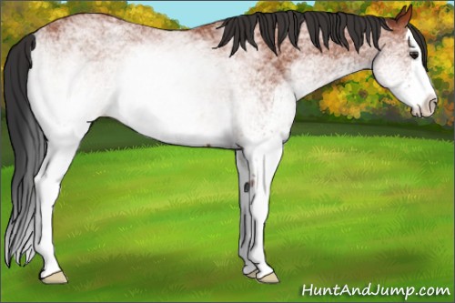 Horse Color:White Spotted Bay Splash Rabicano